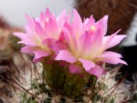 Thumbnail of 1534_Neoporteria coimasensis_20120414(1).jpg